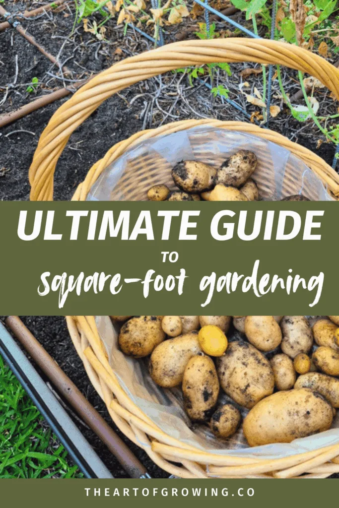 pinterest pin showing freshly harvested potatoes from a garden bed