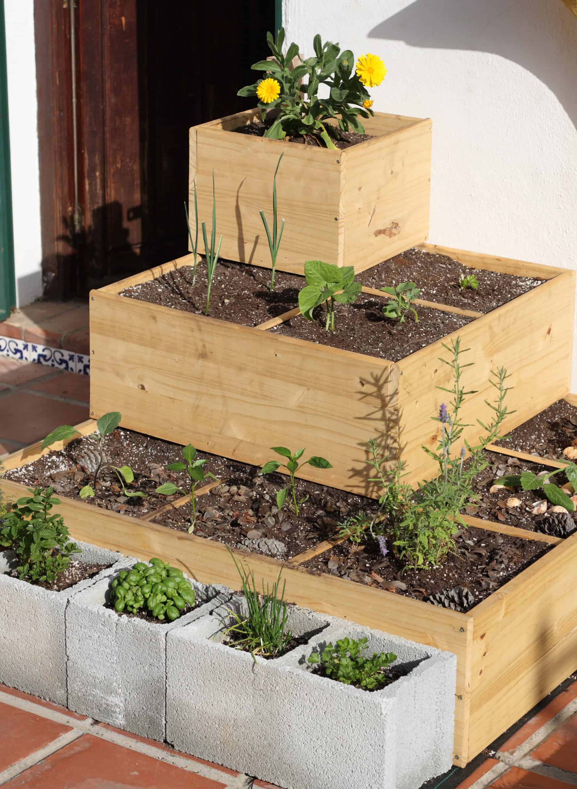 square foot garden and plants