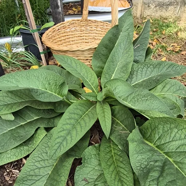 How to Make Comfrey Tea Fertiliser (Beginner‑Friendly How‑To)