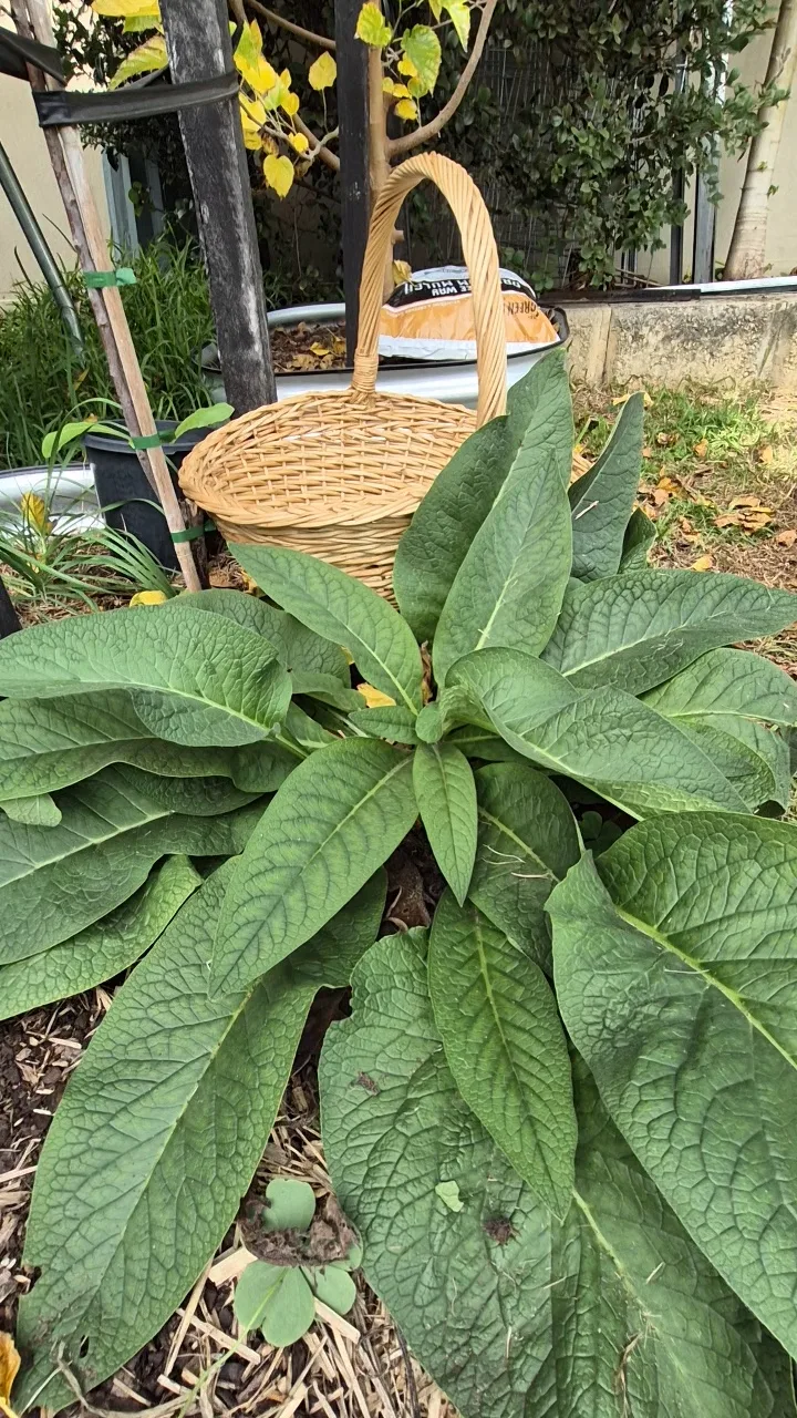 Comfrey: The Most Useful Herb You Can Grow in a Home Garden