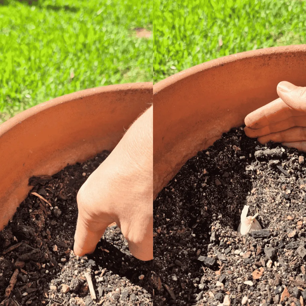 fingers in soil and garlic bulb in soil
