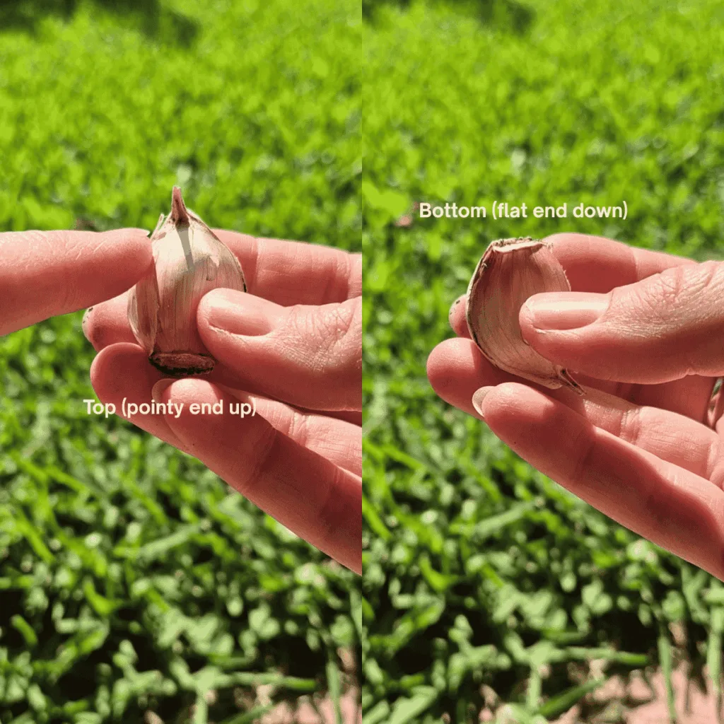 hands holding garlic bulbs on different angles