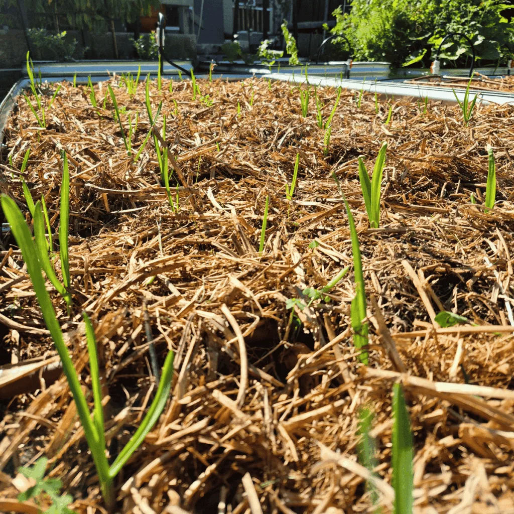 green shoots coming through mulch in sunny garden bed