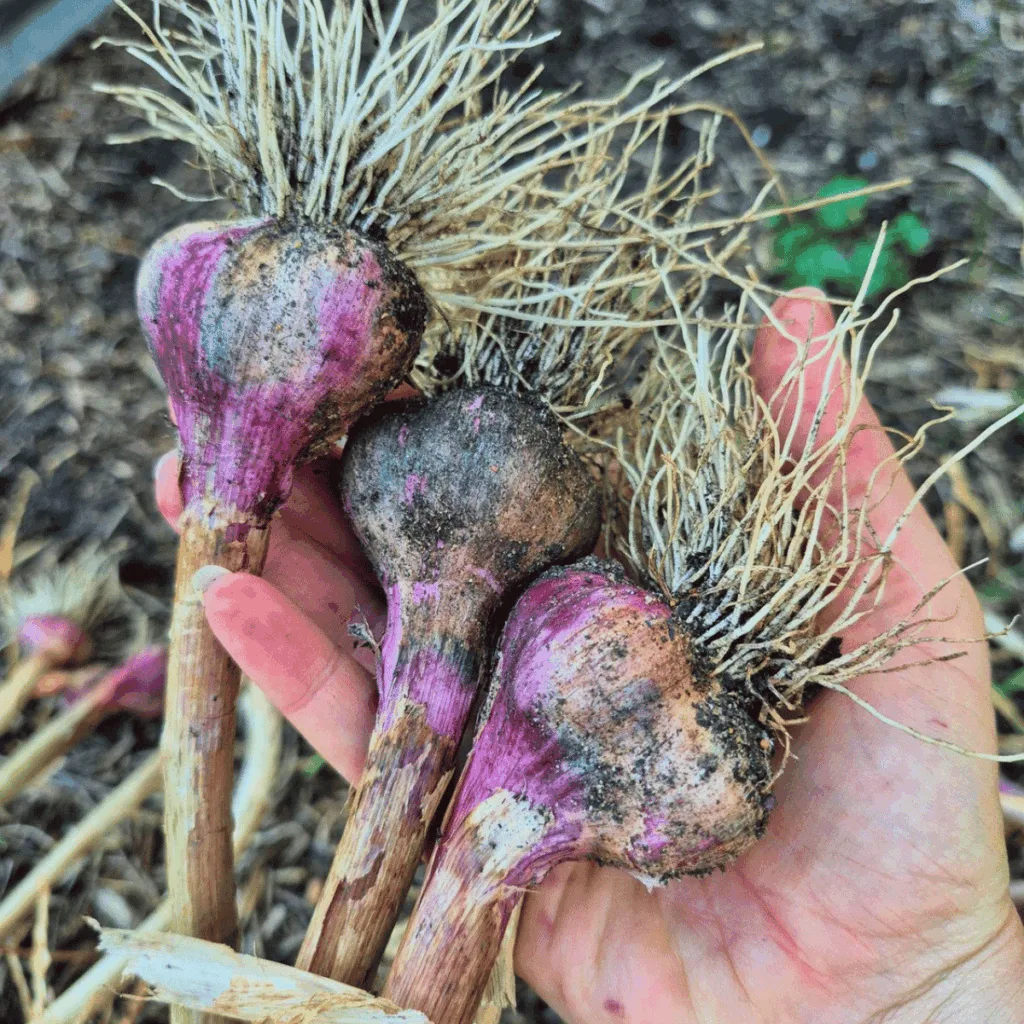 hand holding purple garlic