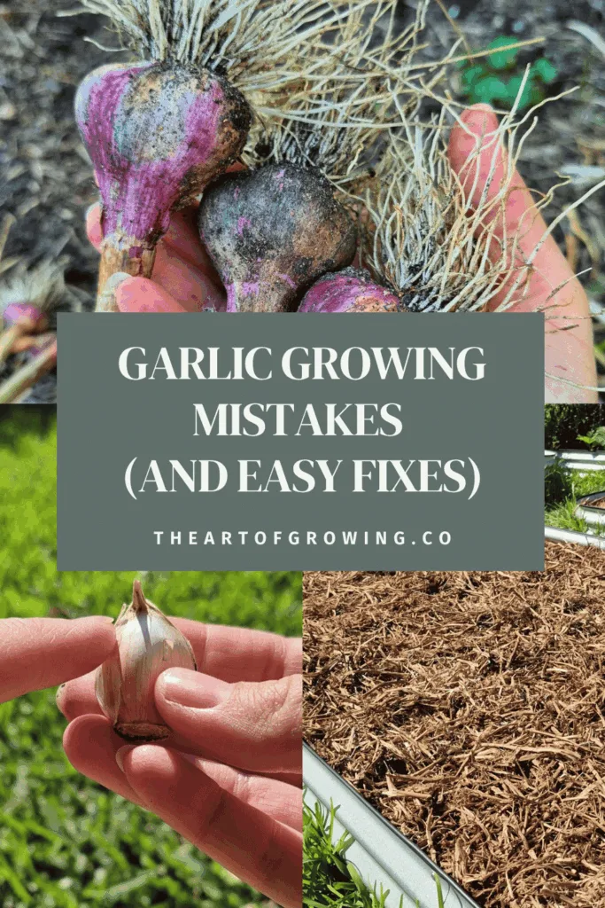 garlic bulbs, garlic cloves and sunny raised bed with mulch