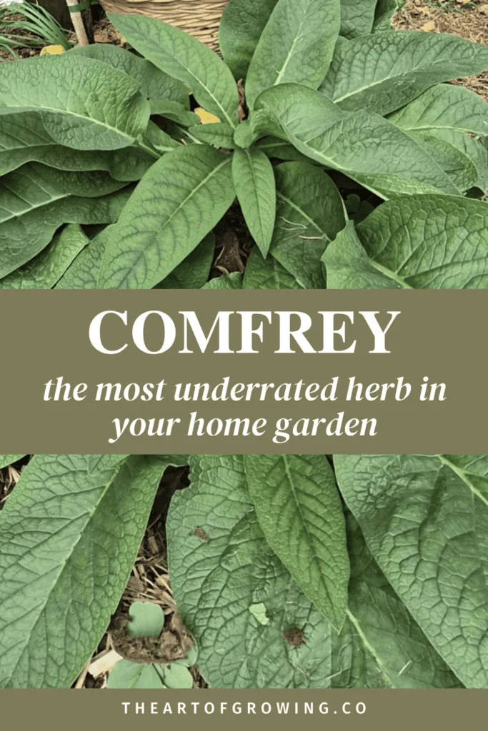 comfrey plant with wicker basket in background