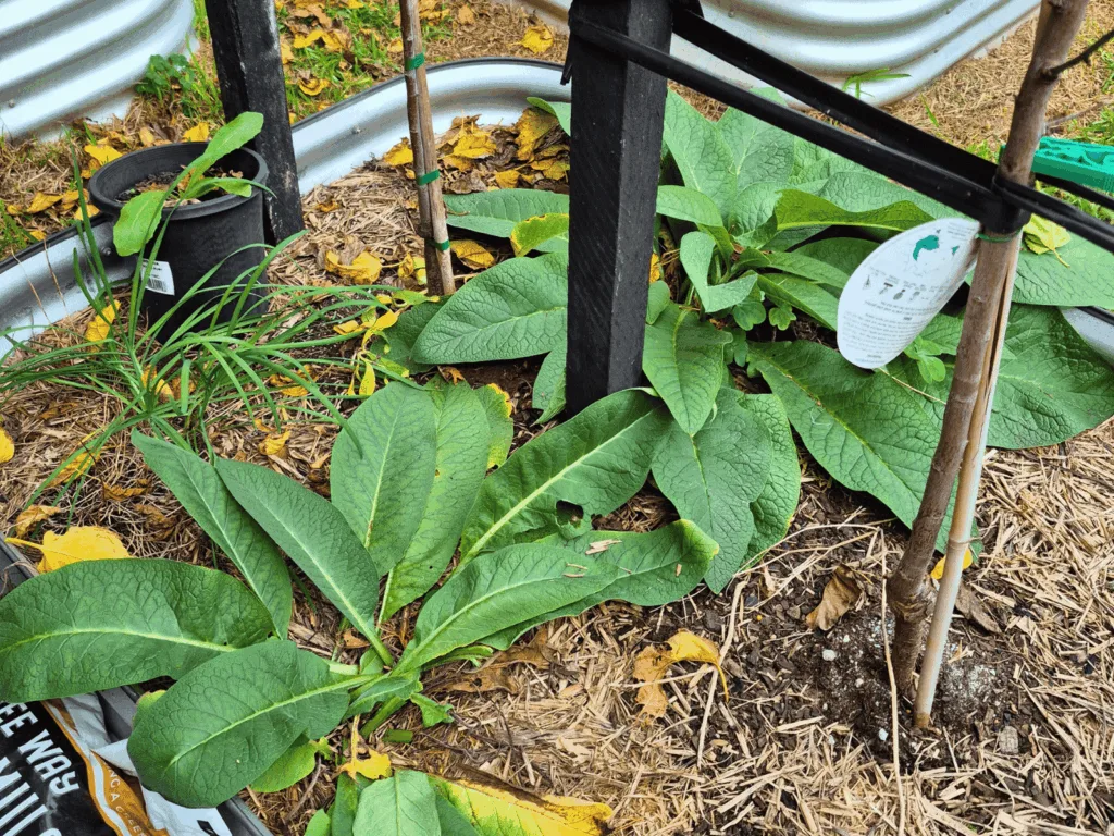 big green leafed plant growing in raised garden bed