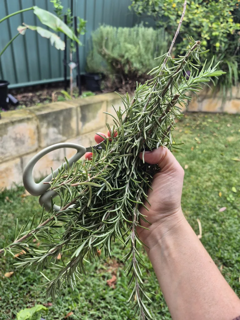 hand holding rosemary sprigs with green handled scissors