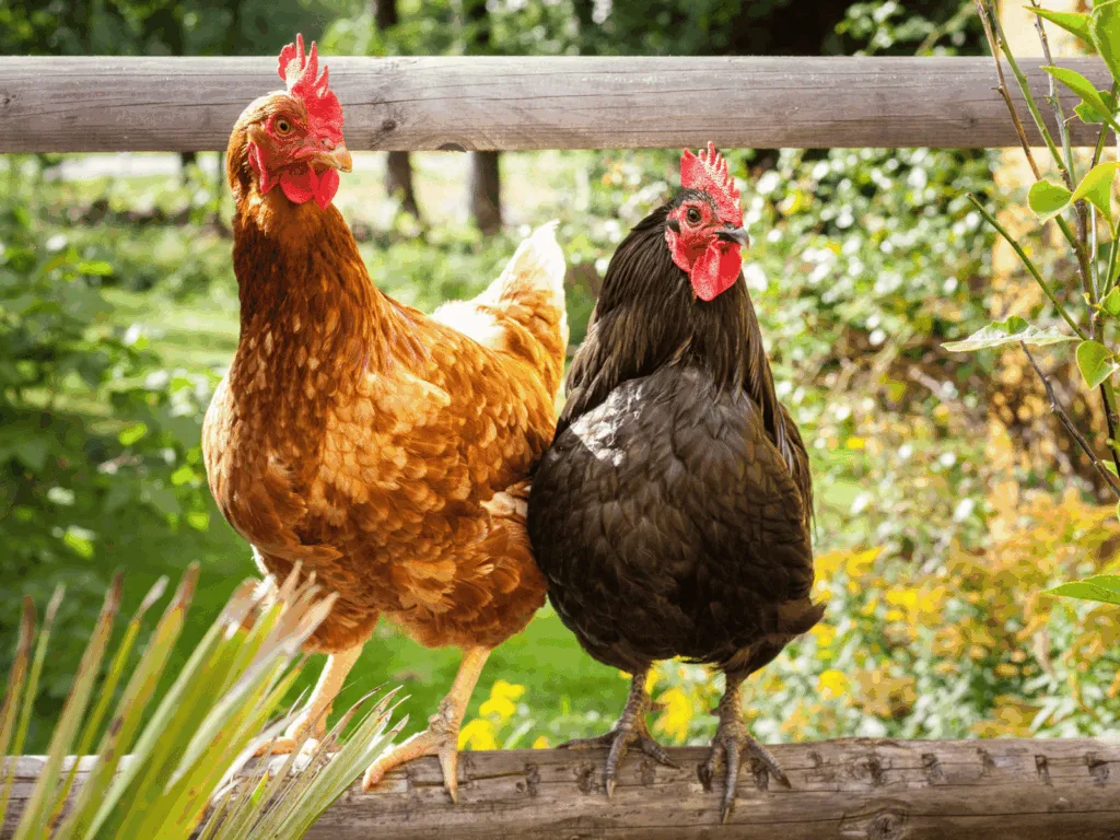 brown and black chicken perching on a wooden round log