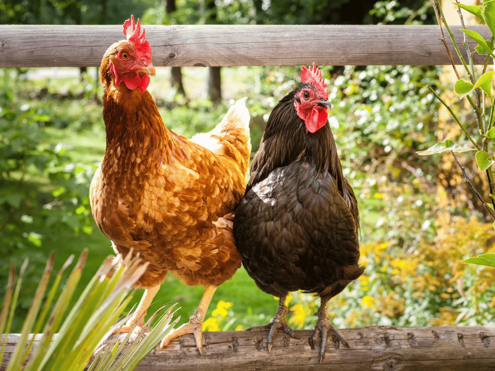 brown and black chicken perching on a wooden round log