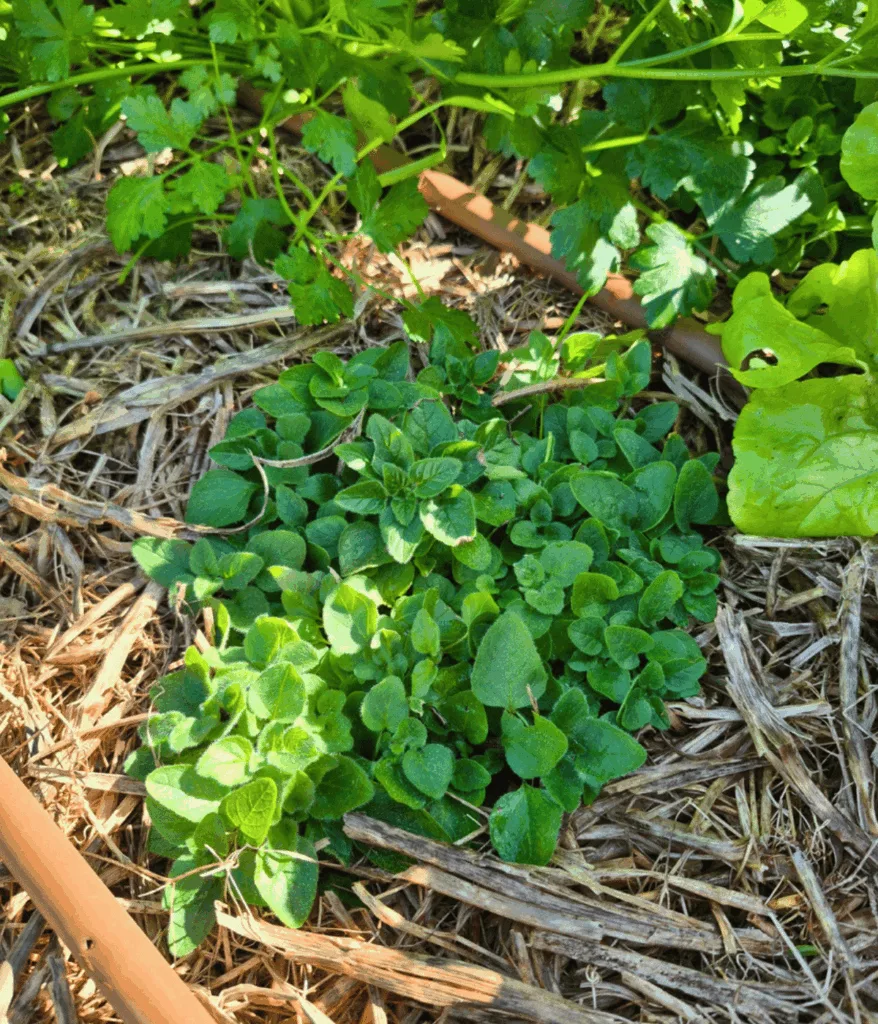 green, leafy ground cover plant in mulch