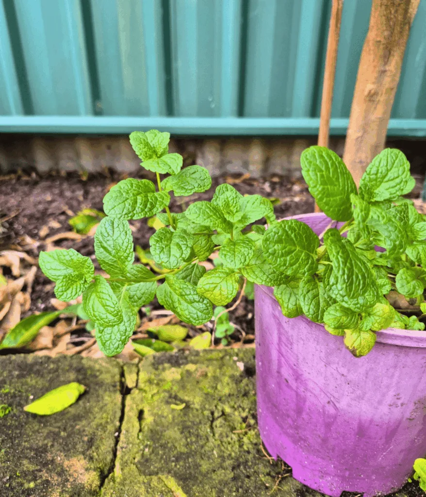 green viney plant in purple pot sitting on a limestone wall
