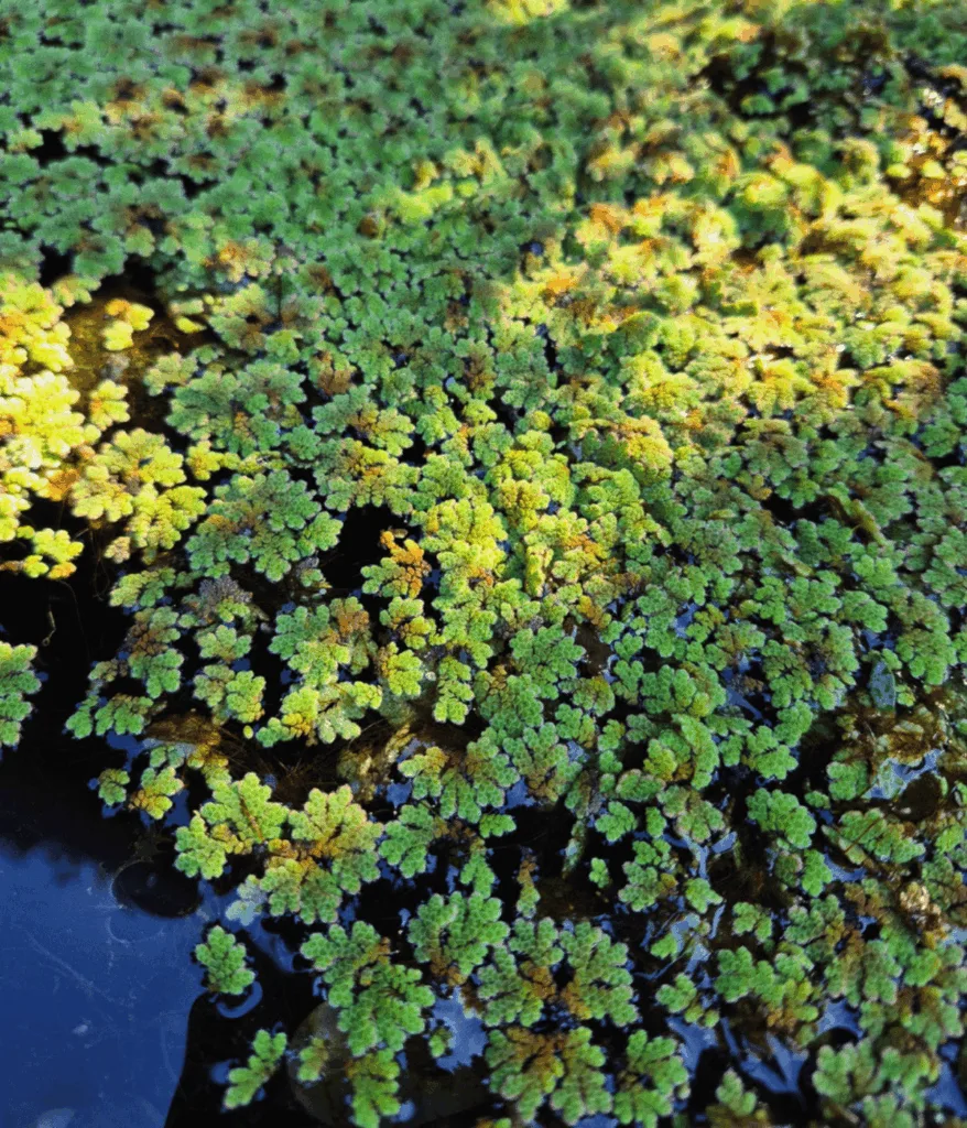 floating pond plant