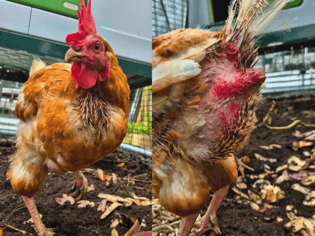 brown chicken regrowing its feathers