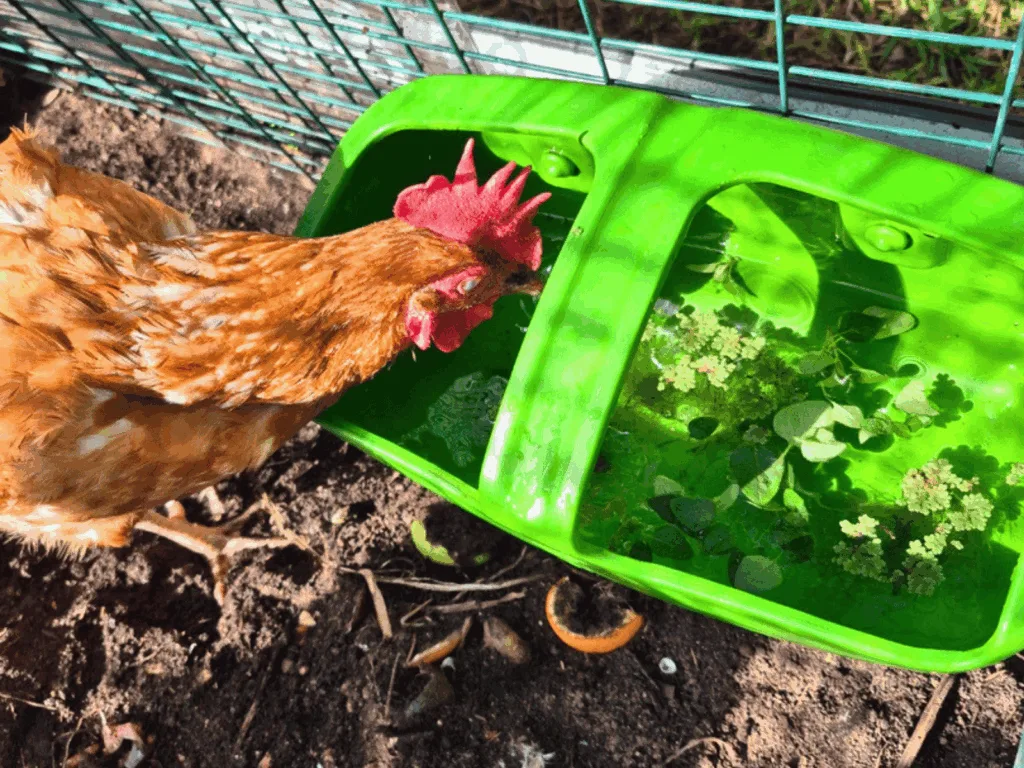 brown chicken drinking out of water container with floating herbs