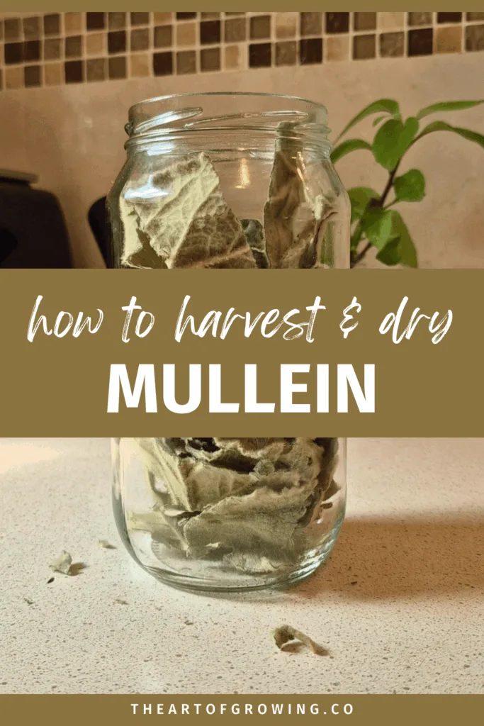 dried green, fluffy leaves in glass jar on benchtop