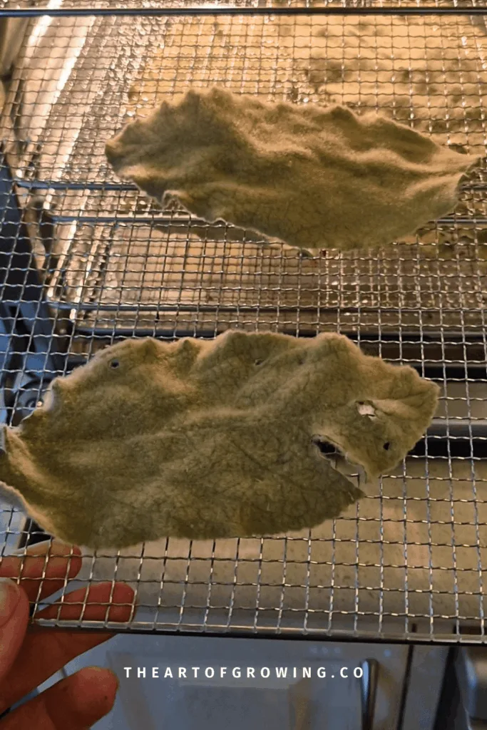 fluffy green leaves on wire rack