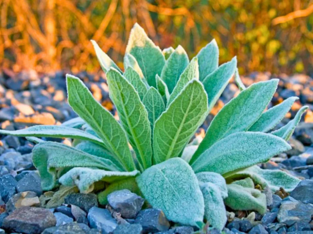 Green furry leaves in rockery
