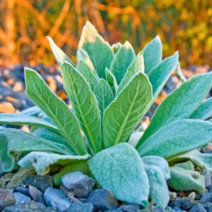 Green furry leaves in rockery